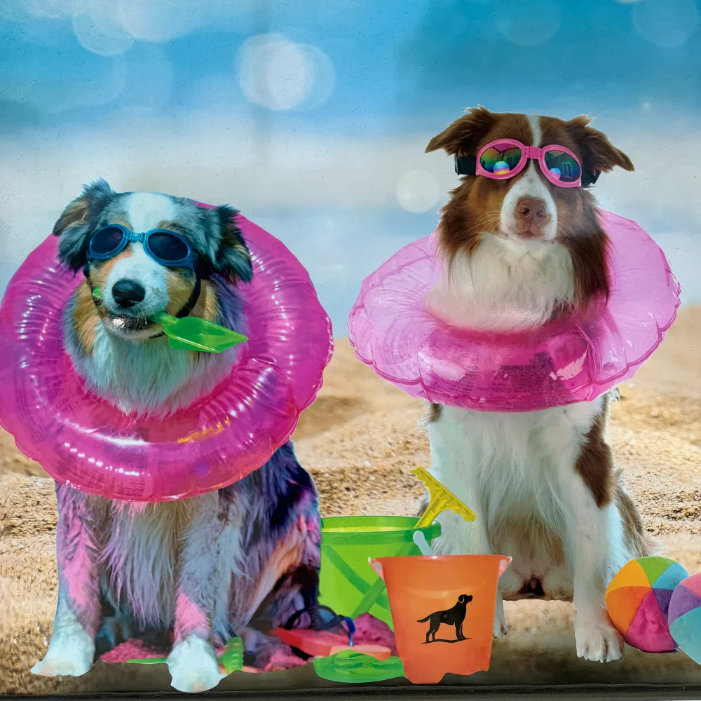 dutchannie.bsky.social's profile picture