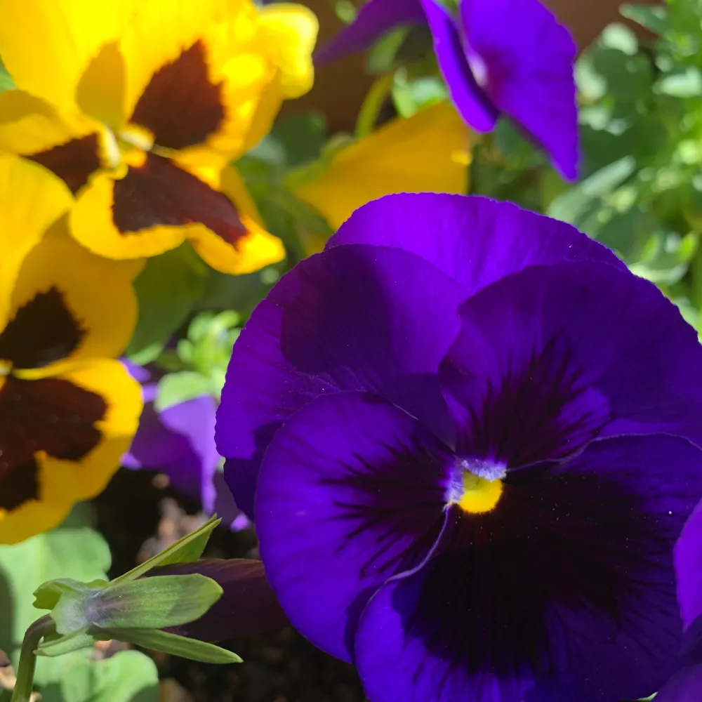 baddest-barb.bsky.social's profile picture