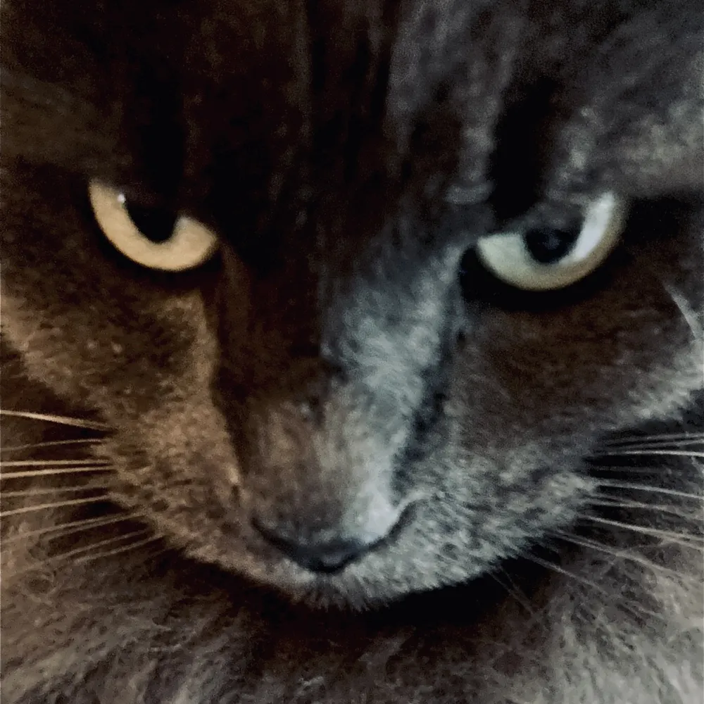 juvenalisdacat.bsky.social's profile picture