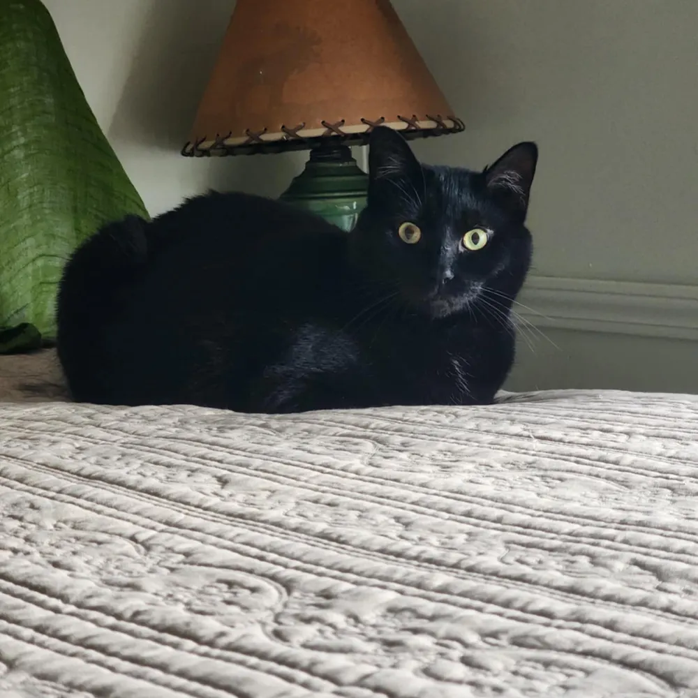 duchessjean.bsky.social's profile picture