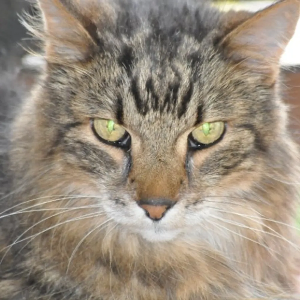 mermerlkwd.bsky.social's profile picture