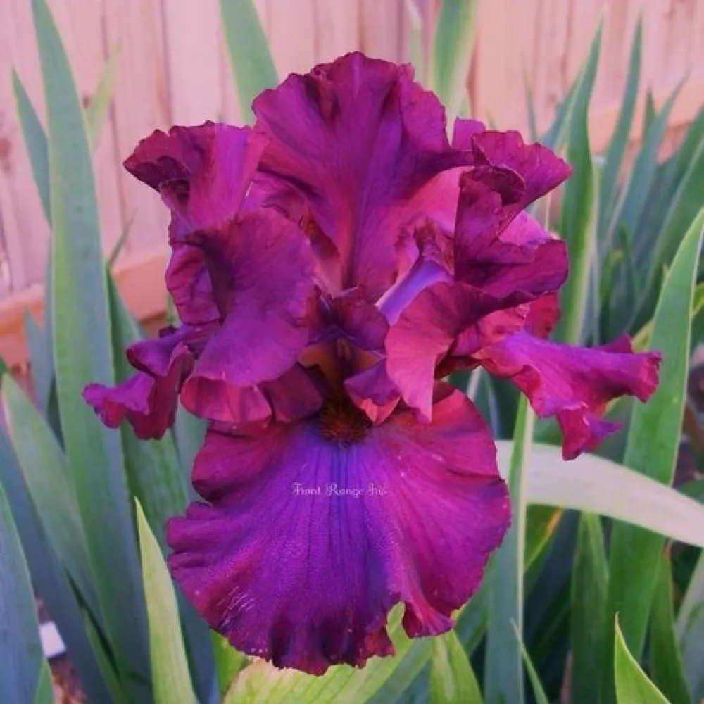 irisfancier.bsky.social's profile picture