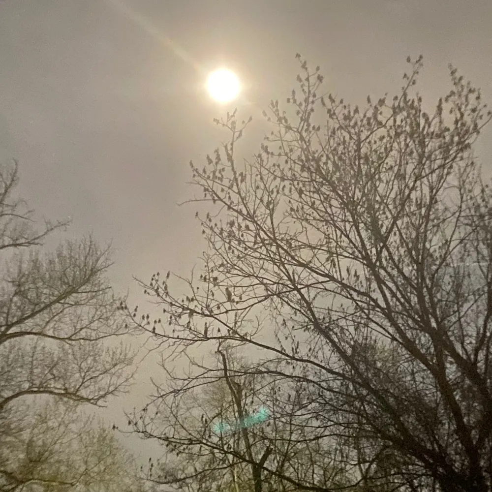 moonlittrickster.bsky.social's profile picture