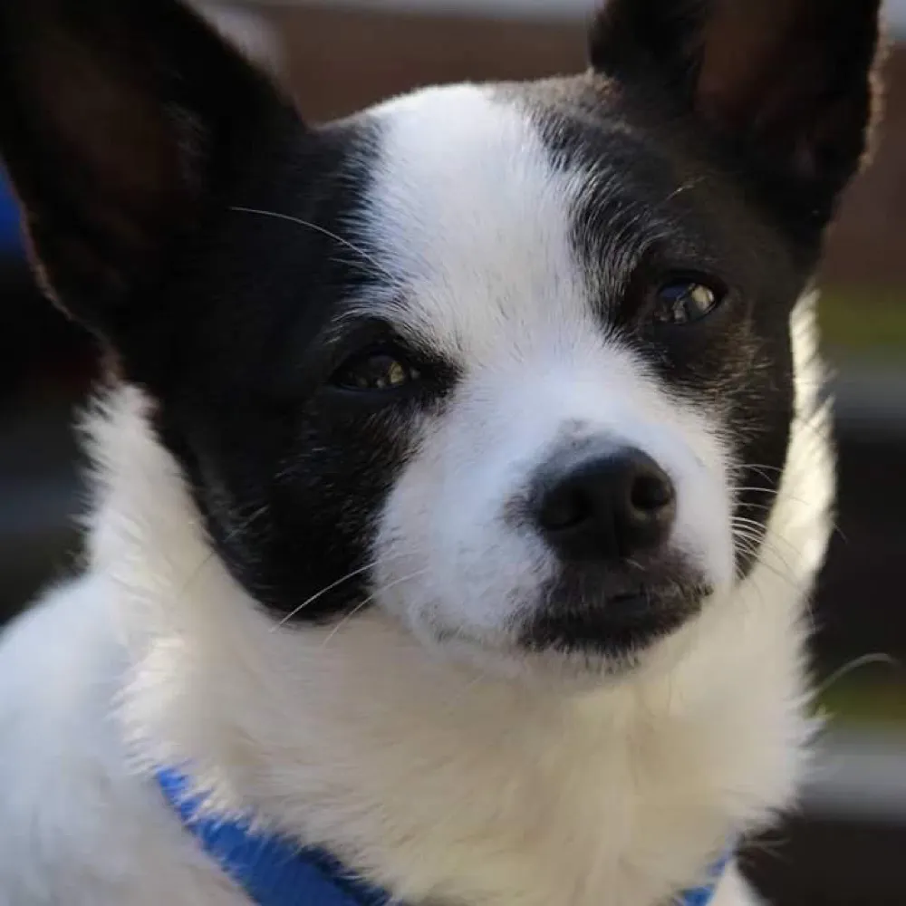 myindigoheart.bsky.social's profile picture