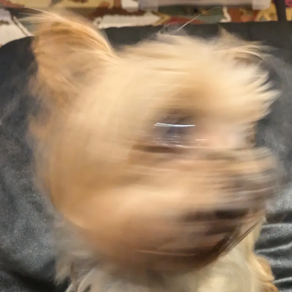 panicatnabisco.bsky.social's profile picture