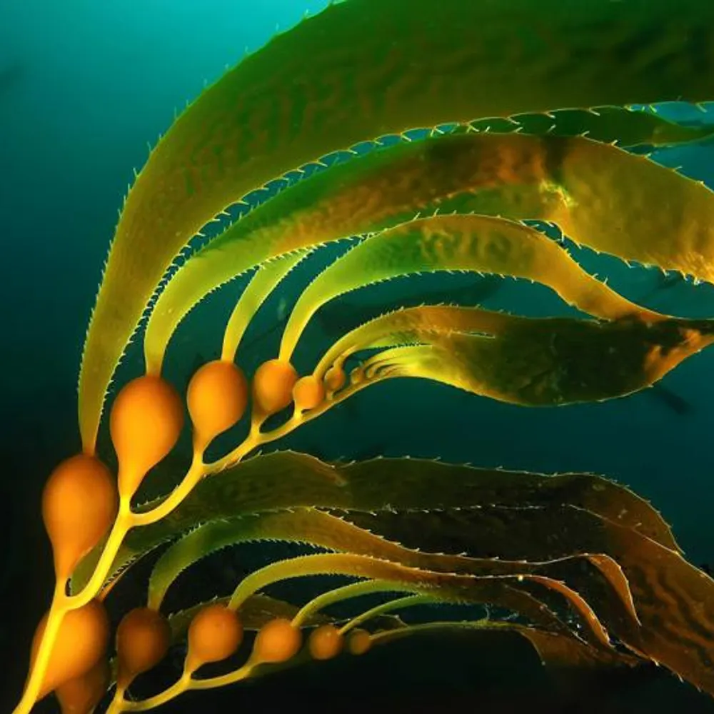 kelpkelpkelp.bsky.social's profile picture