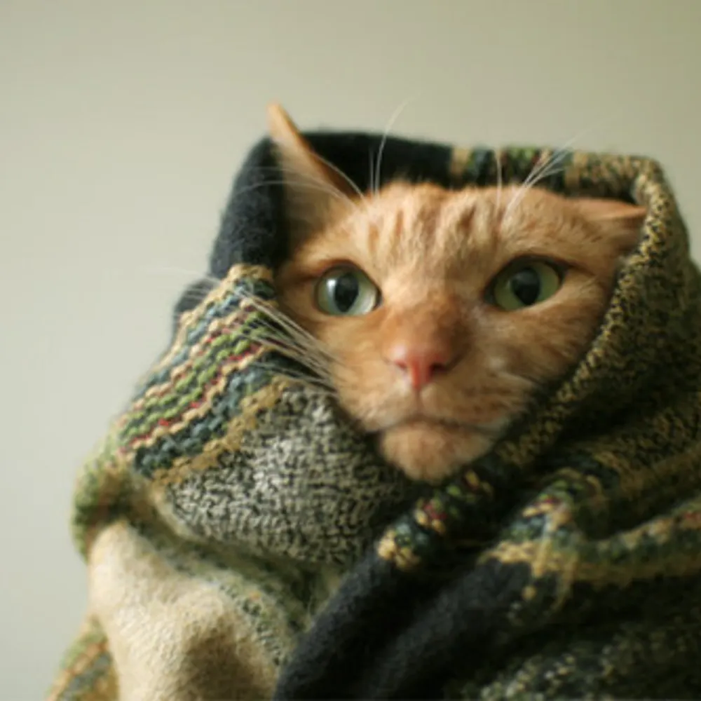 dr-bread.bsky.social's profile picture