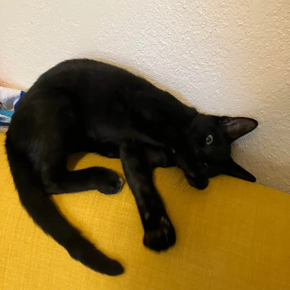 manicpixiedreamhag.bsky.social's profile picture