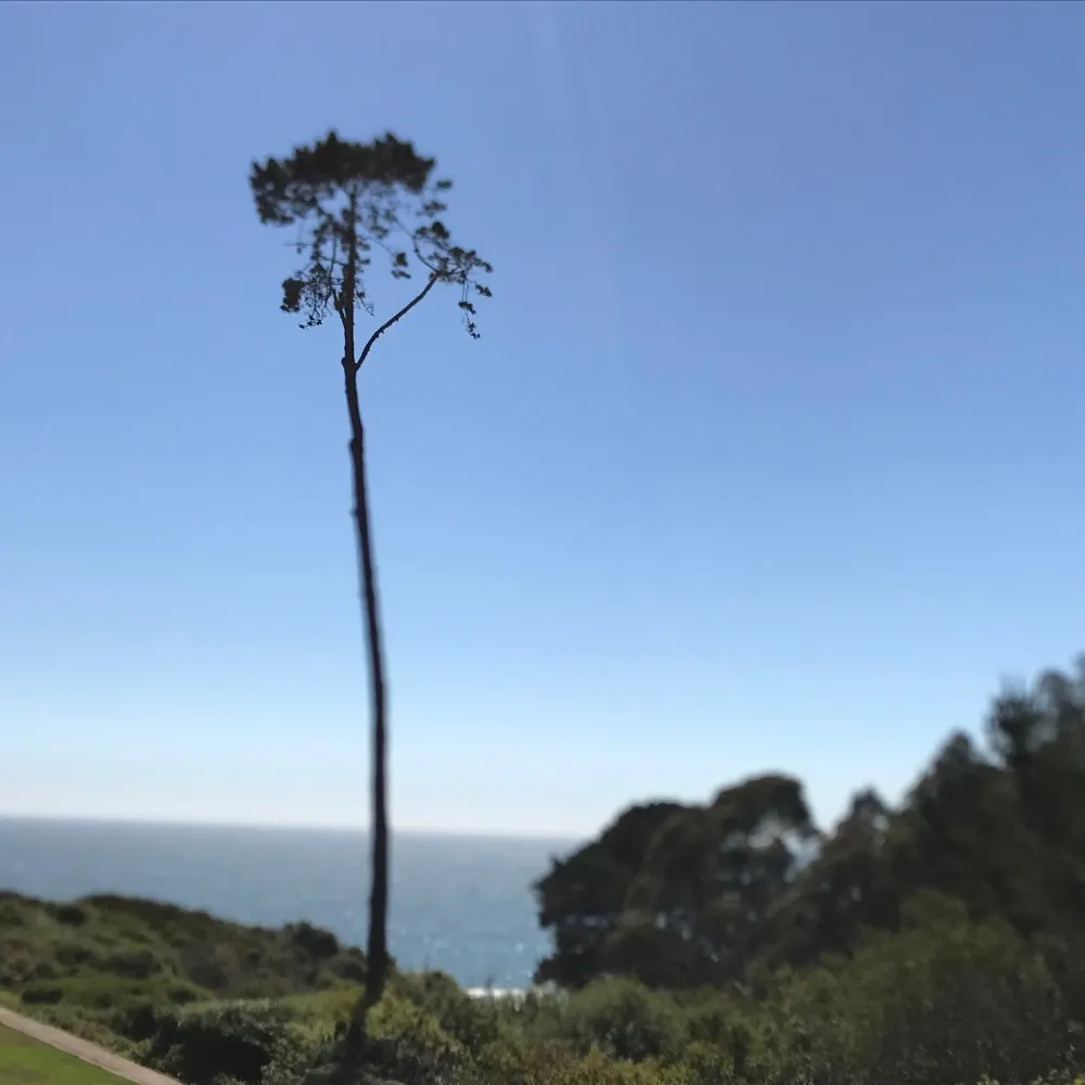 allensbay.bsky.social's profile picture