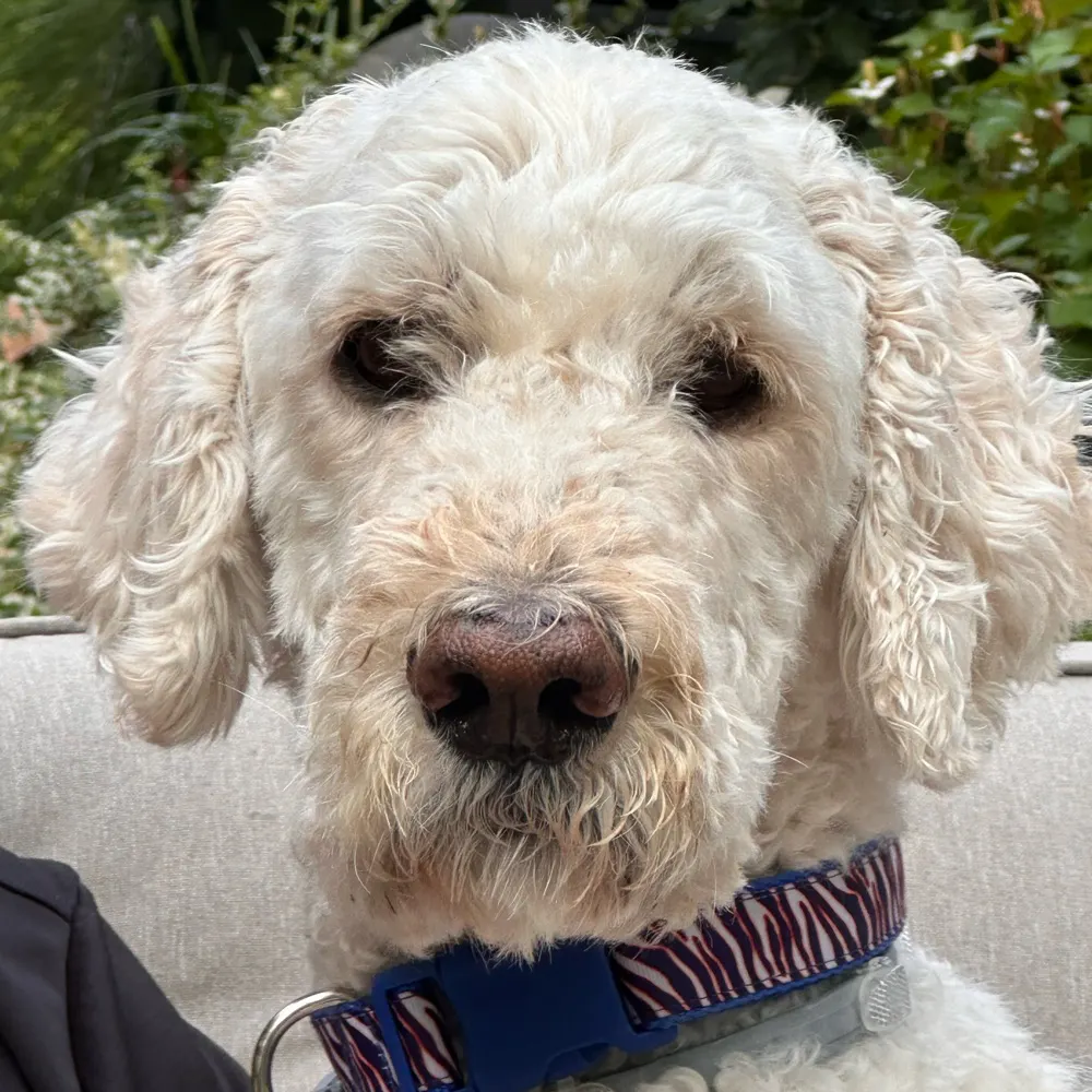 thenewcoot.bsky.social's profile picture