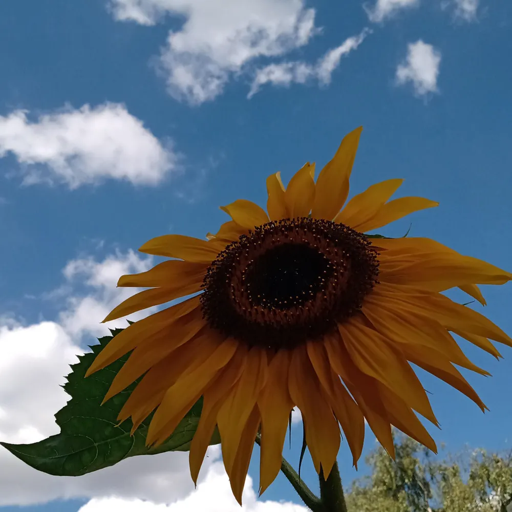 stevewmobb.bsky.social's profile picture