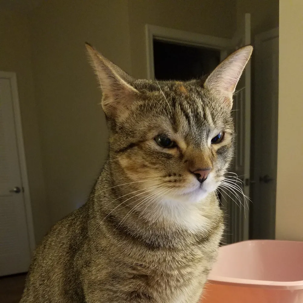 whiskersandthings.bsky.social's profile picture