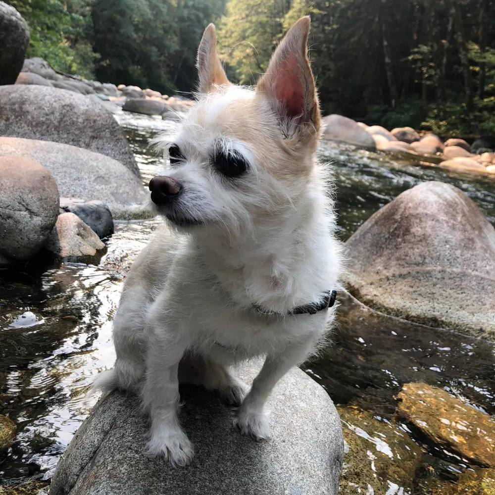 deeners.bsky.social's profile picture