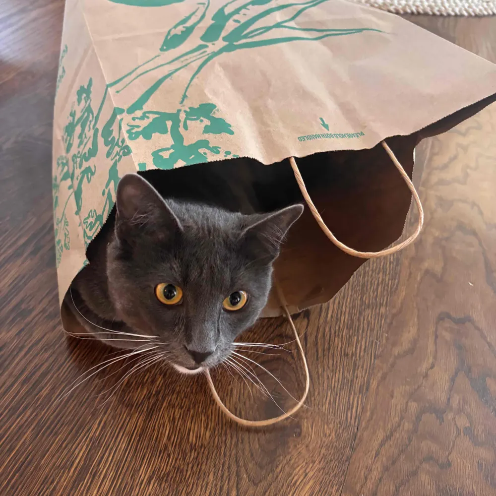 zneeley25.bsky.social's profile picture