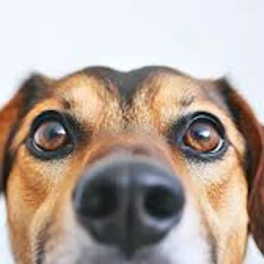 thornyopinion.bsky.social's profile picture