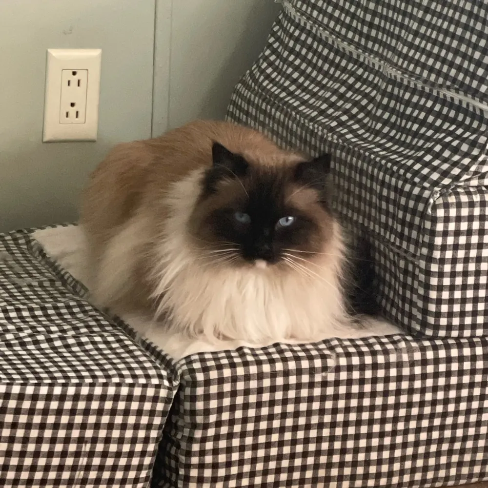 norselady.bsky.social's profile picture