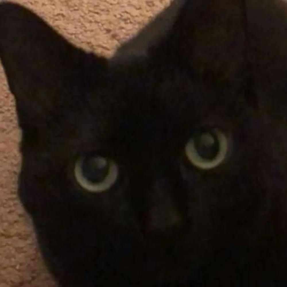 effingdreamy.bsky.social's profile picture