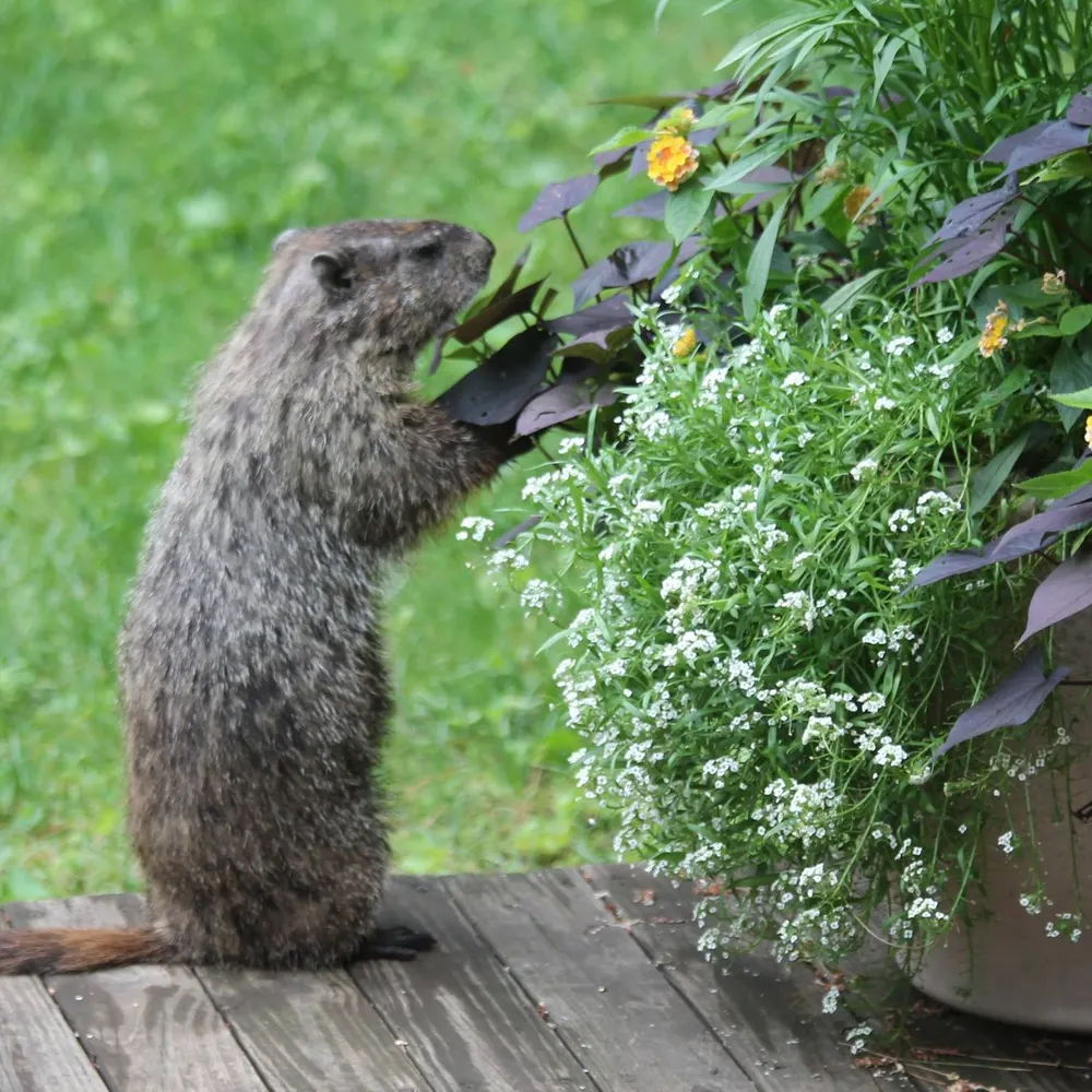 gibber35.bsky.social's profile picture