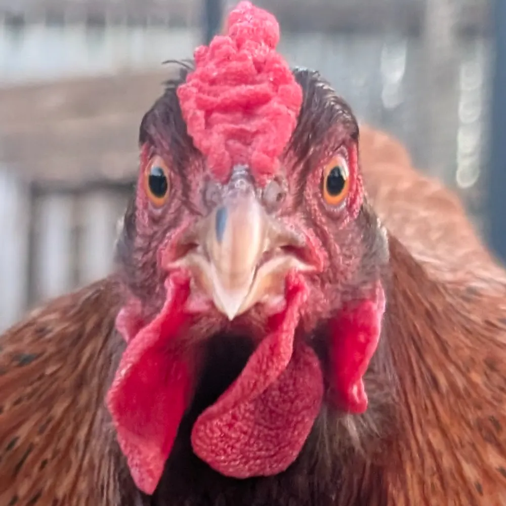 foxyvalli.bsky.social's profile picture