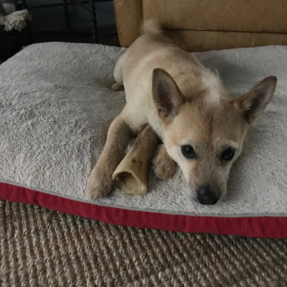 lotsofdogsinla.bsky.social's profile picture