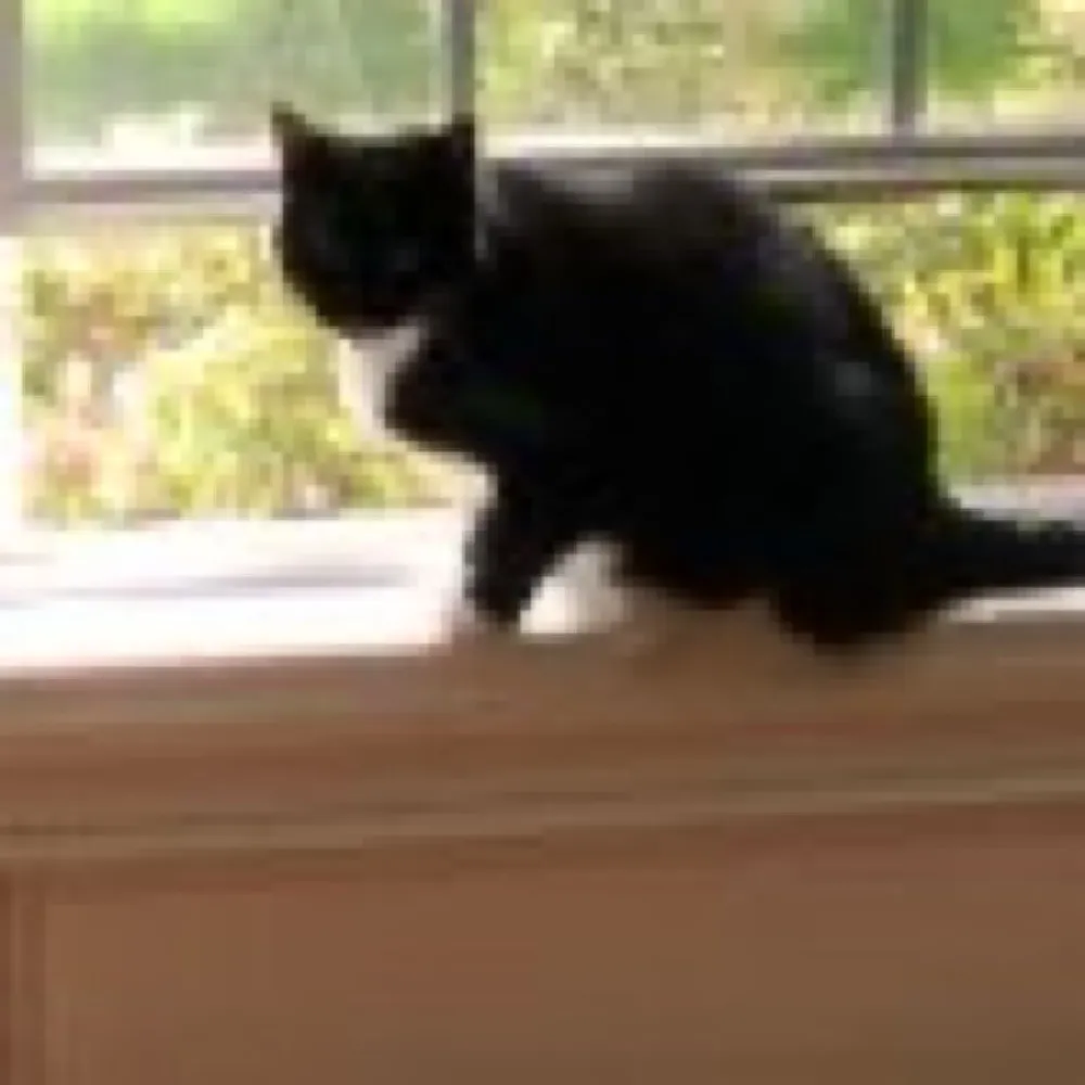 4livingtheory.bsky.social's profile picture