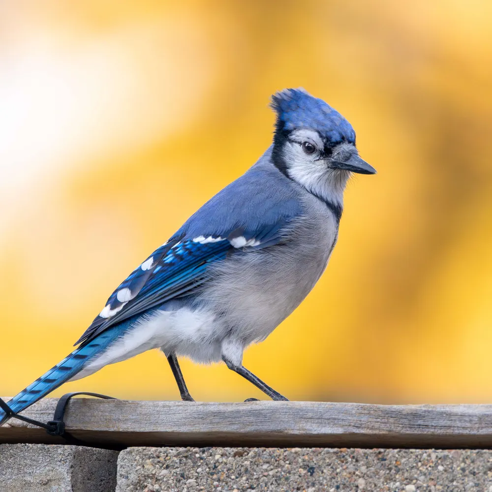 yanyunh.bsky.social's profile picture