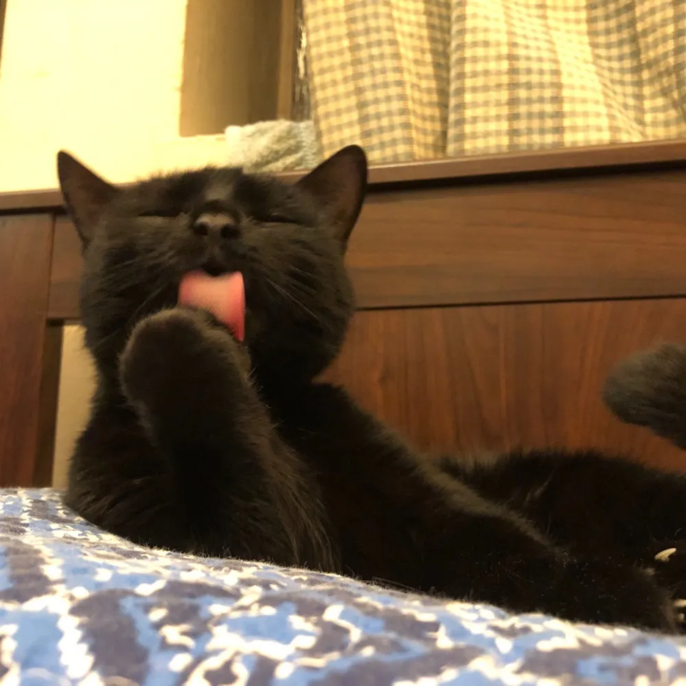 papakila.bsky.social's profile picture