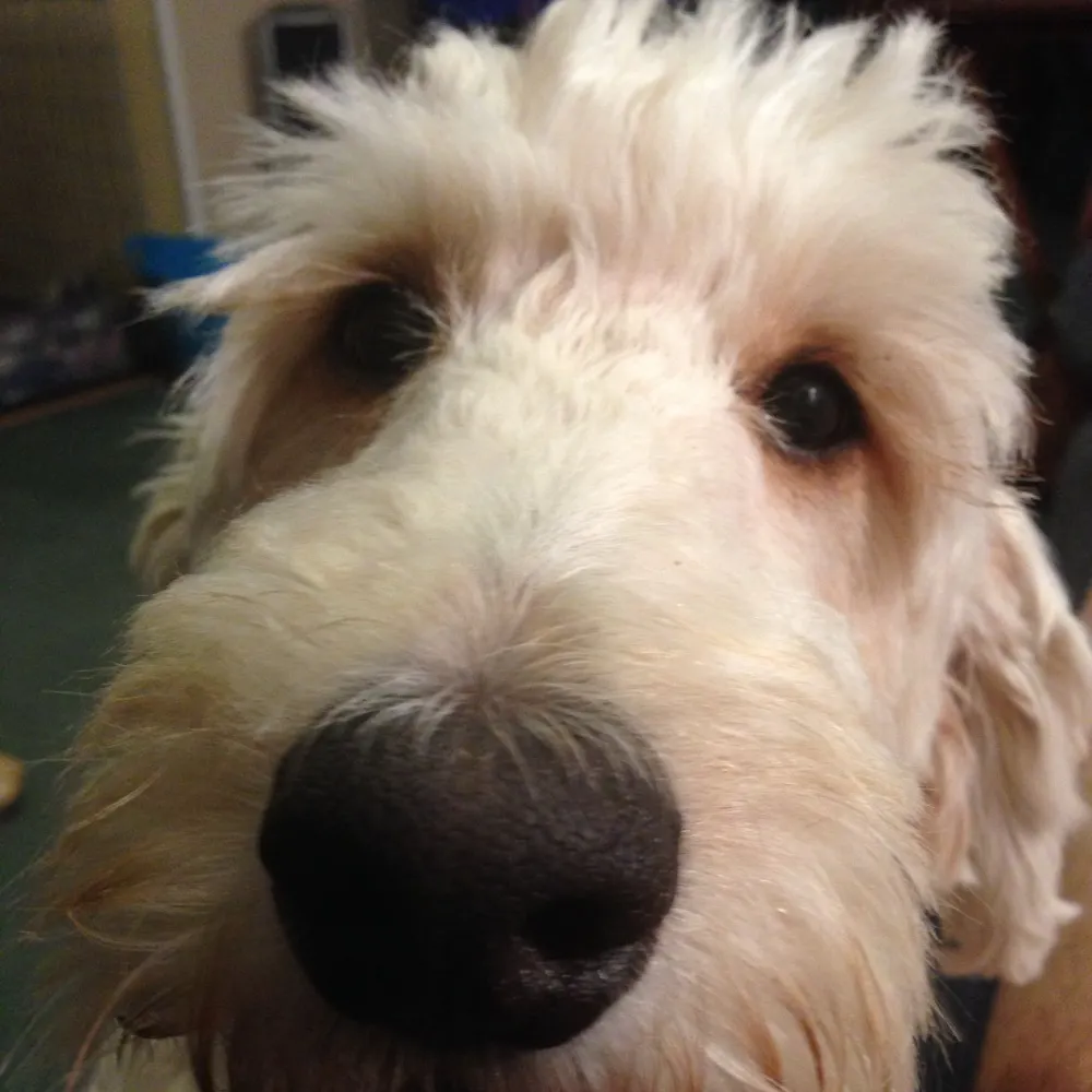 brixnstixnpux.bsky.social's profile picture