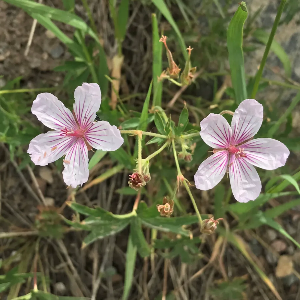 itsgoodtobehome.bsky.social's profile picture