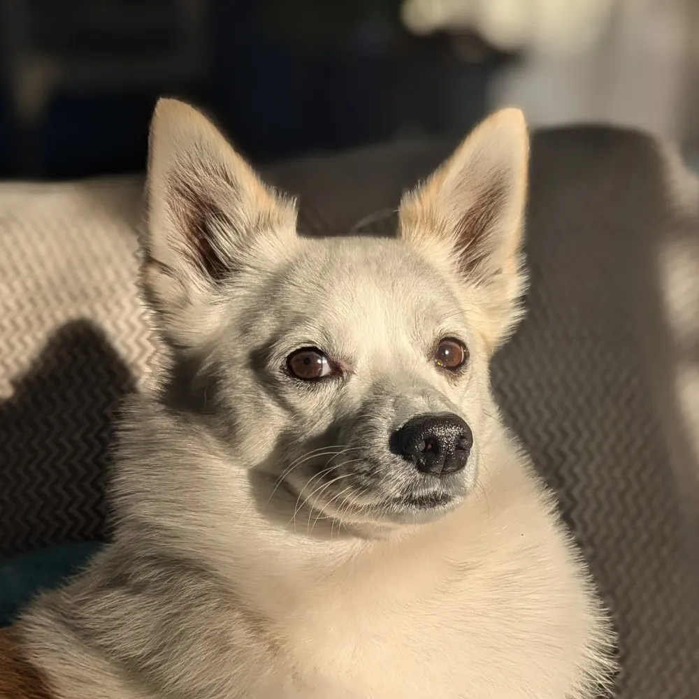 tacoengineer.bsky.social's profile picture