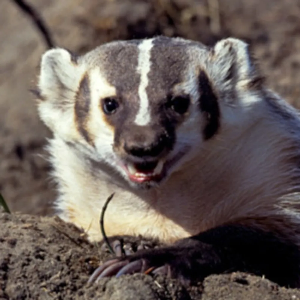 badgertastical.bsky.social's profile picture