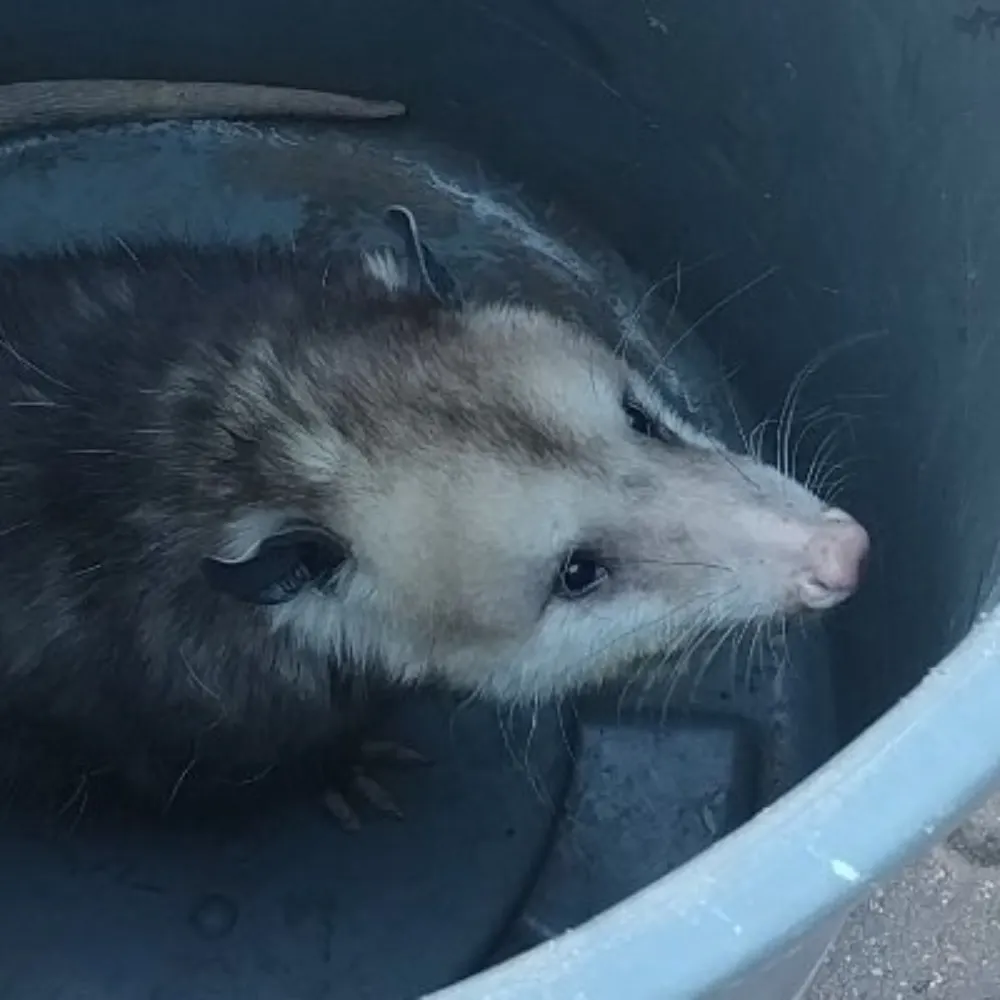 goldman60.nclf.net's profile picture