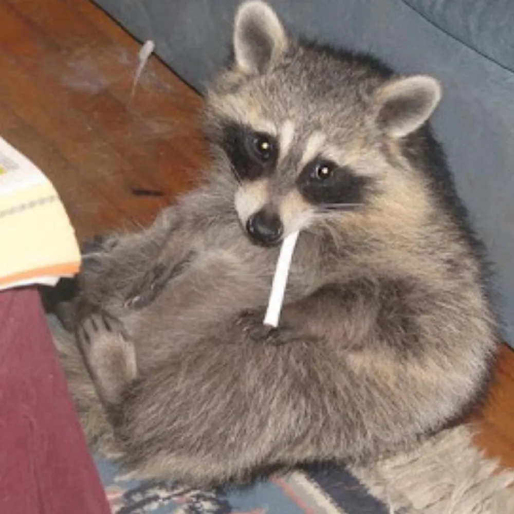 raccoonmoose.bsky.social's profile picture