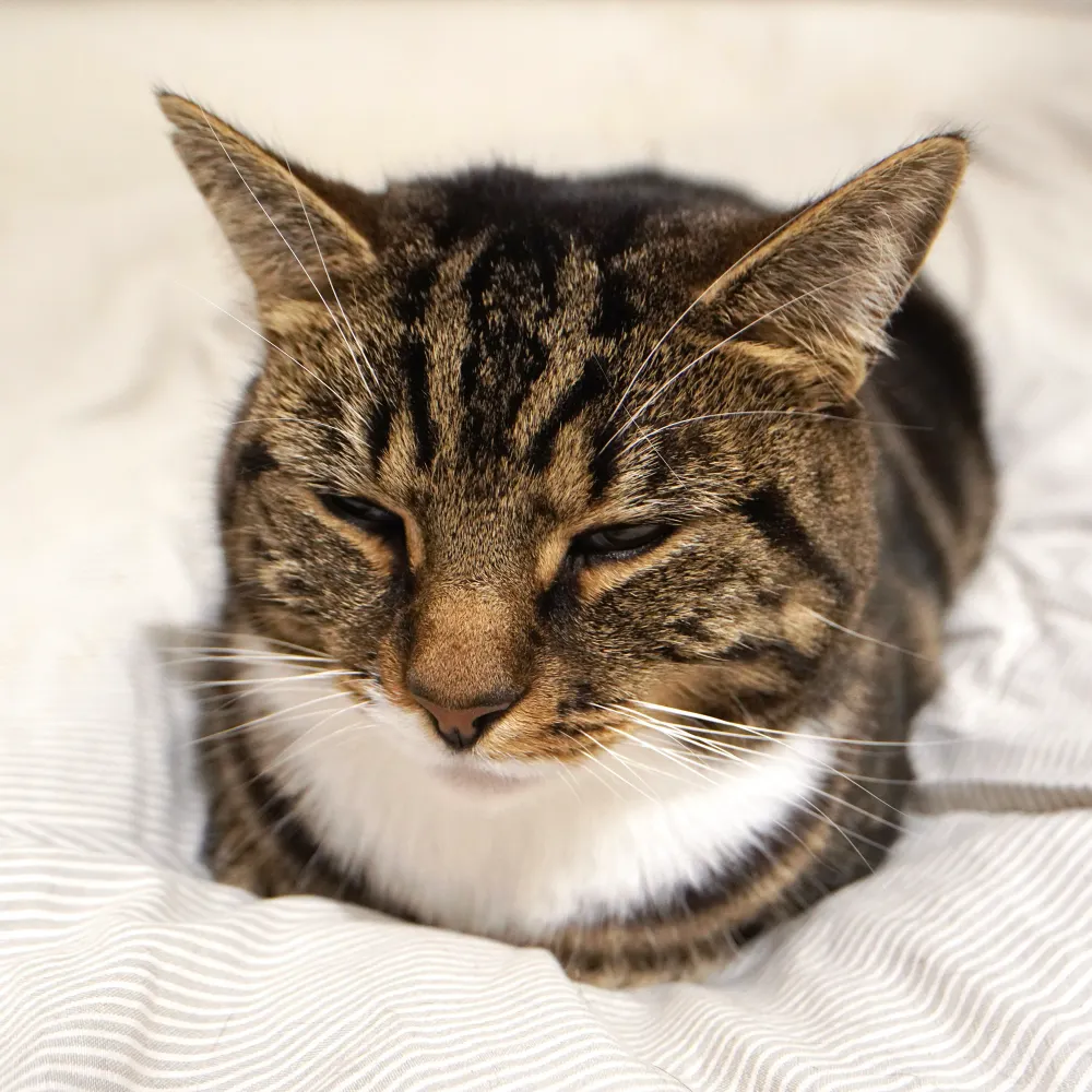 gtownshend.bsky.social's profile picture