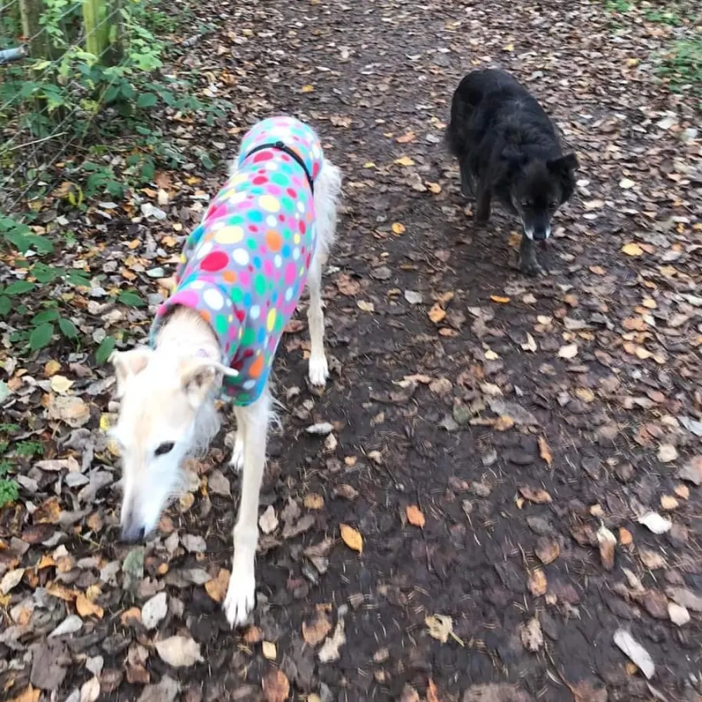 russellaking.bsky.social's profile picture