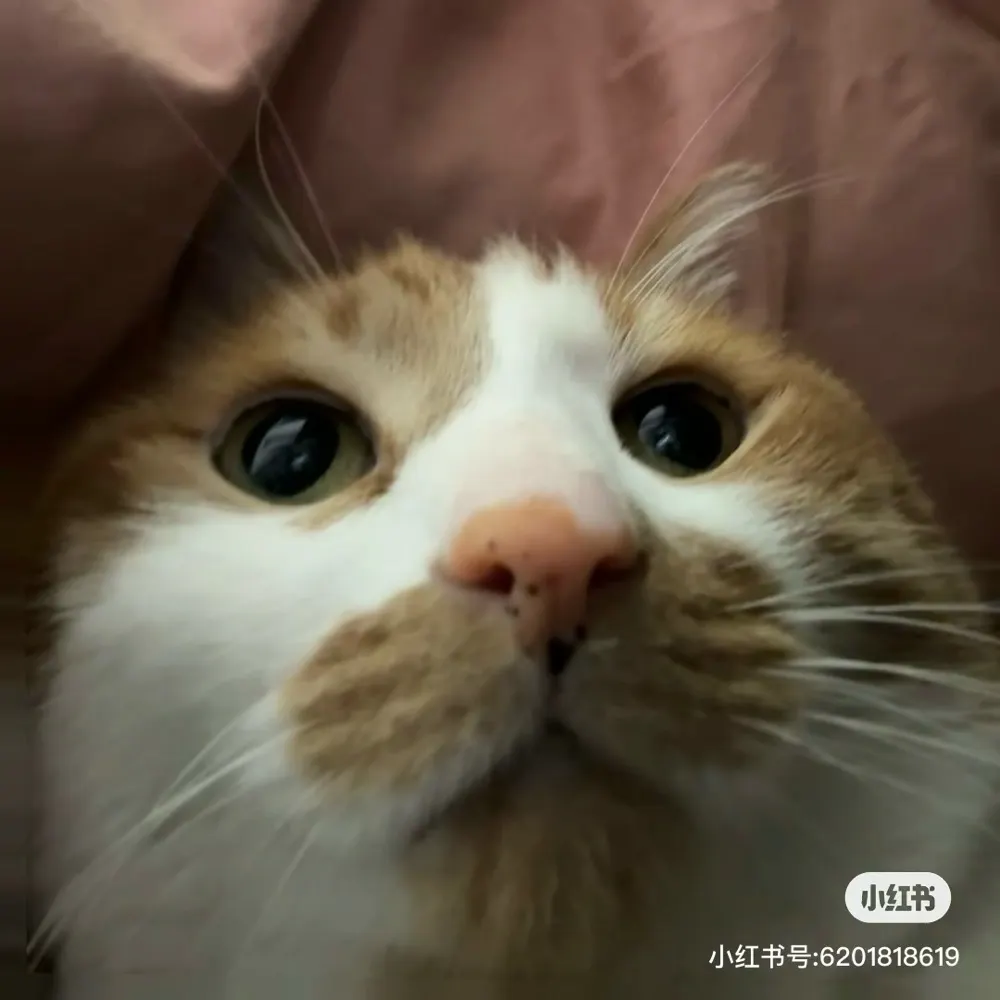 onlycat.bsky.social's profile picture