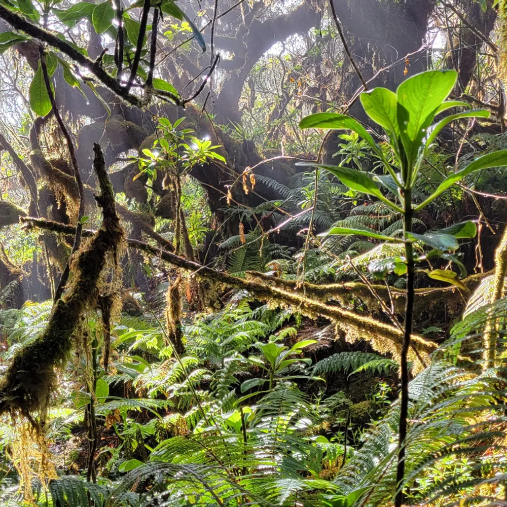 poouliinhanawi.bsky.social's profile picture