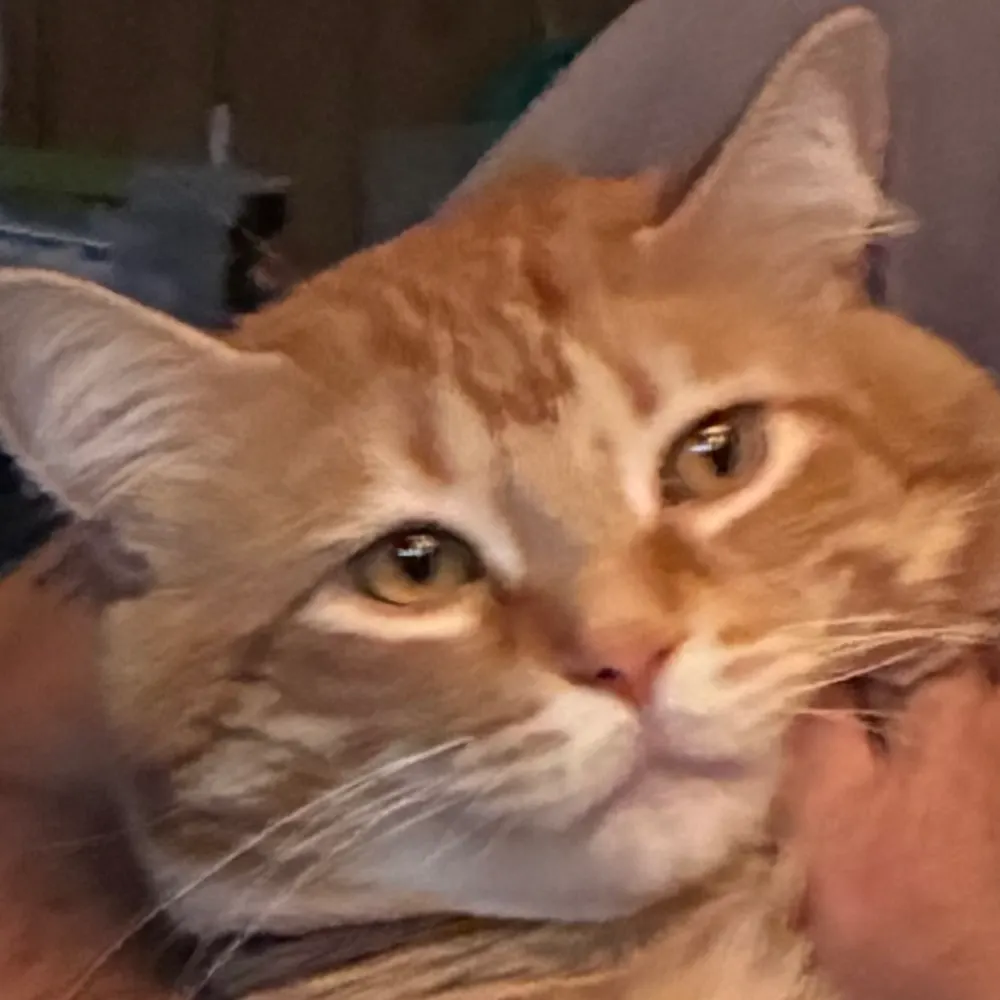 chimamma3.bsky.social's profile picture