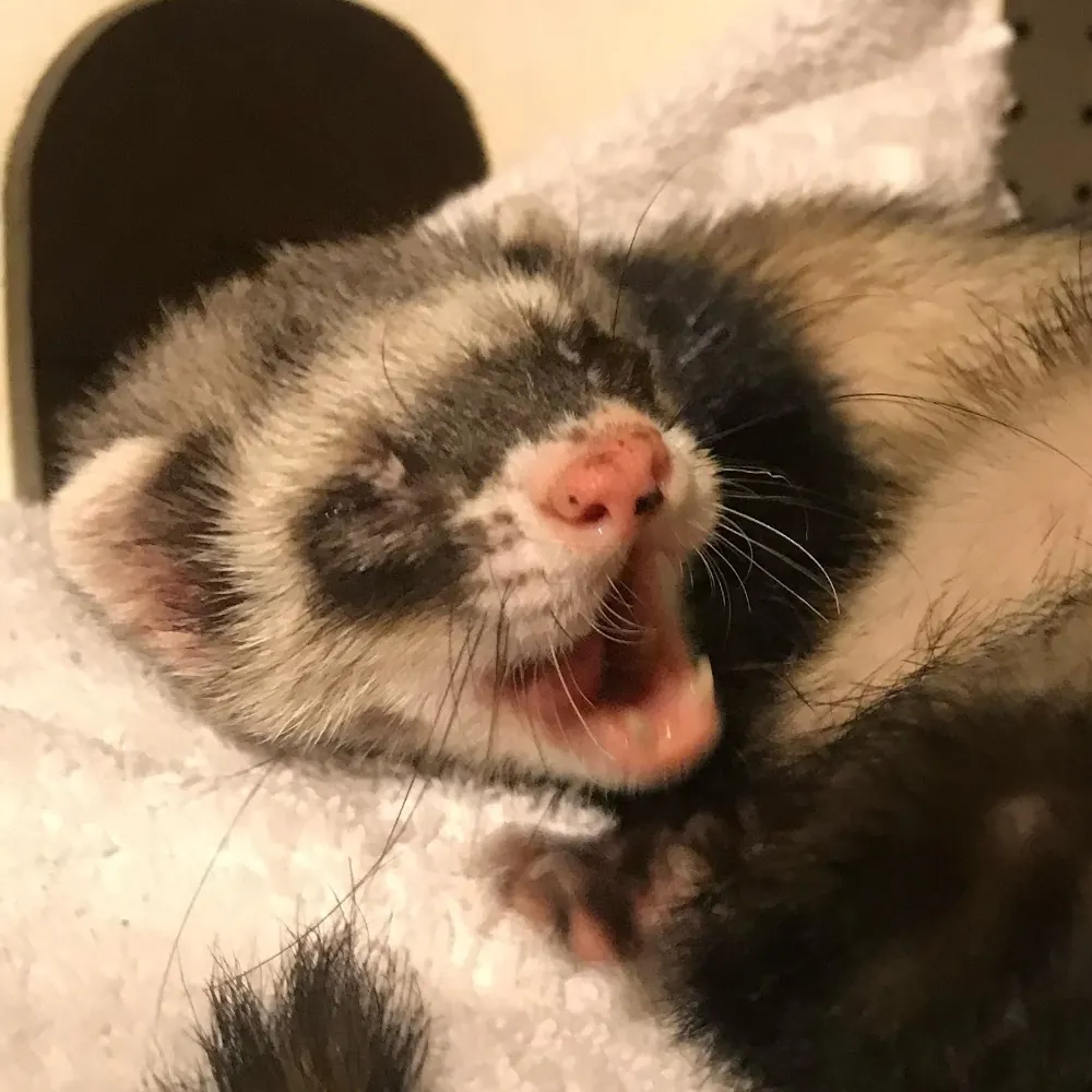 lewdnaut.bsky.social's profile picture