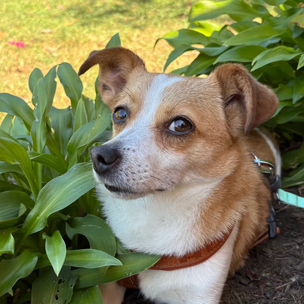 trillboswaggins.bsky.social's profile picture