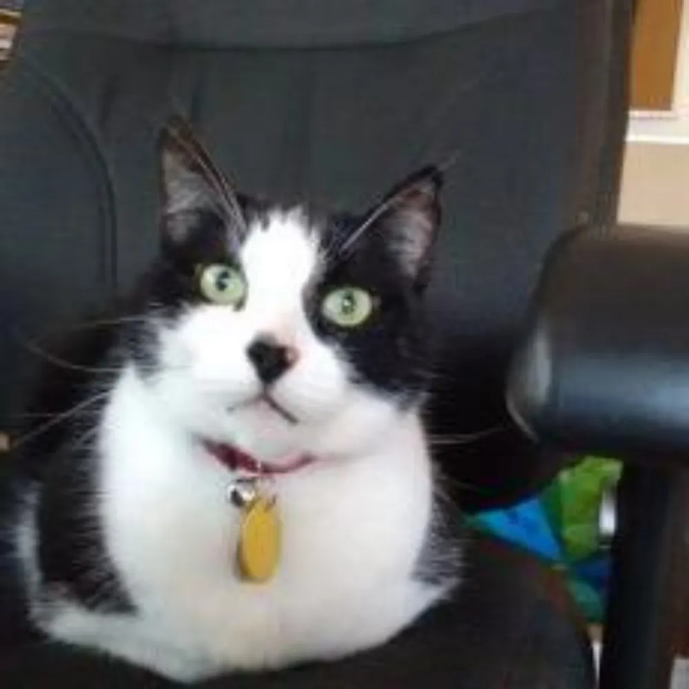 ntrnchck.bsky.social's profile picture