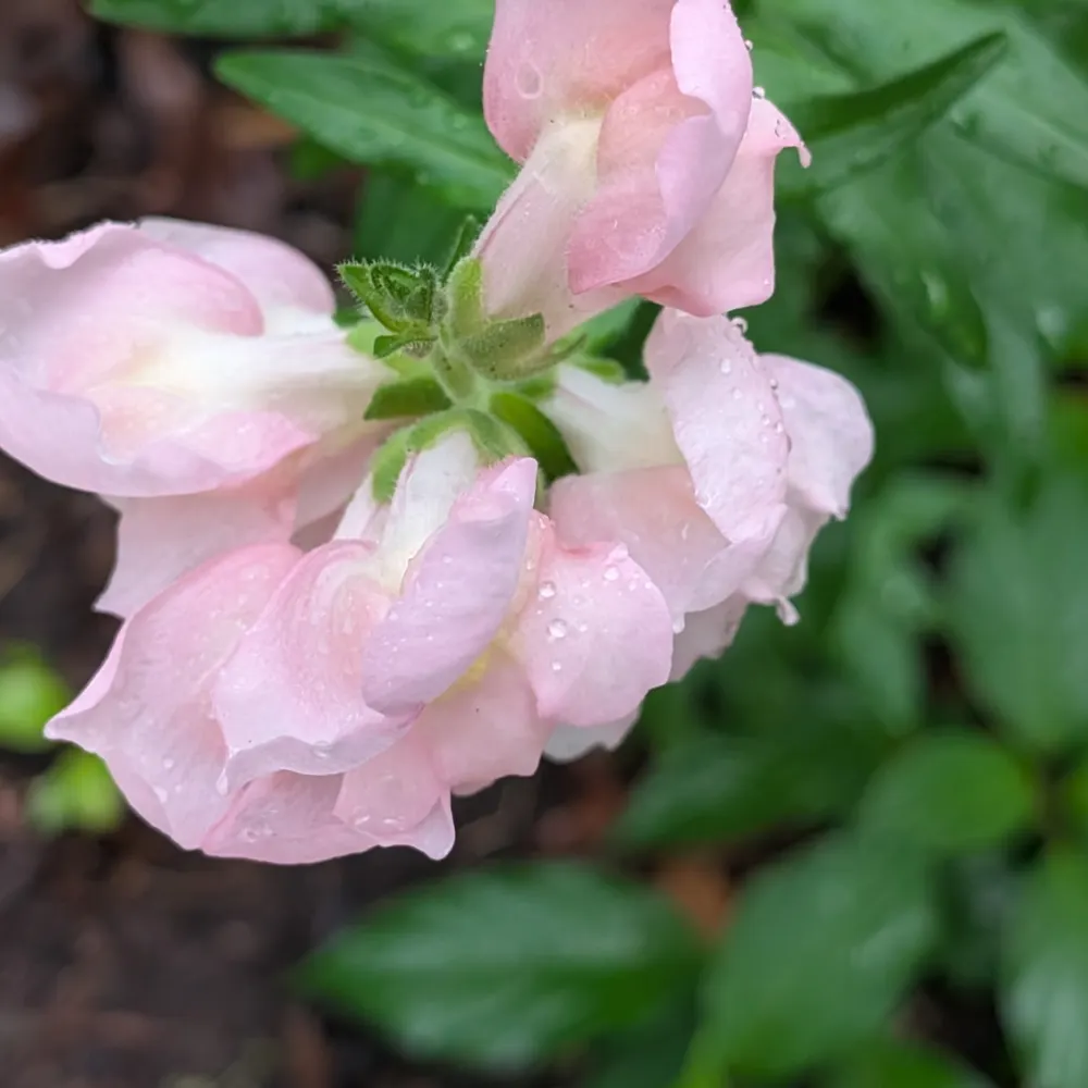 swordladym.bsky.social's profile picture