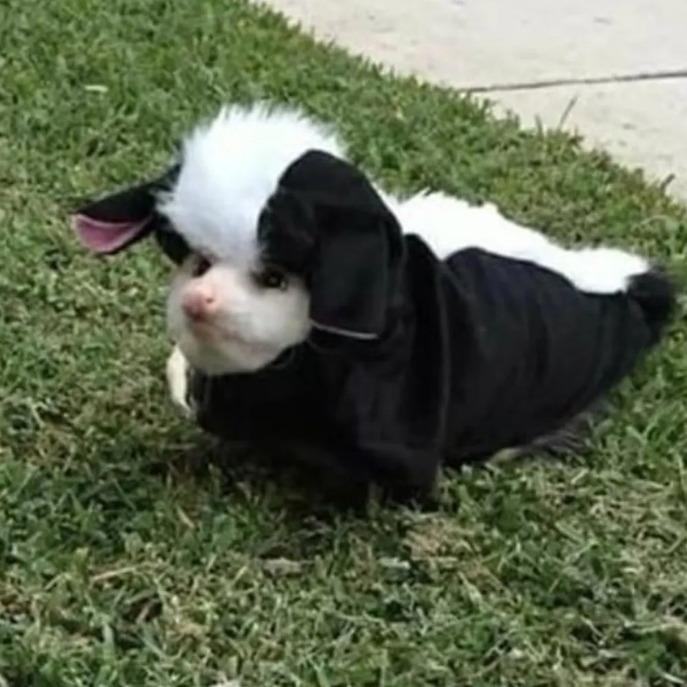 sleepypossumluv.bsky.social's profile picture