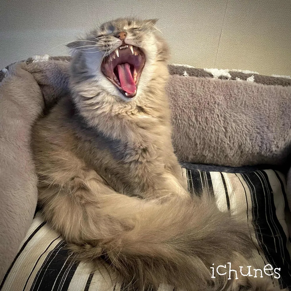 ichunes.bsky.social's profile picture