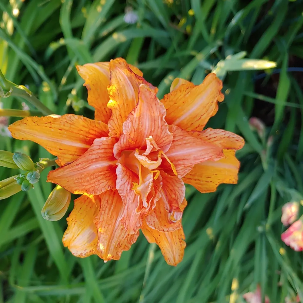 lenalily227.bsky.social's profile picture