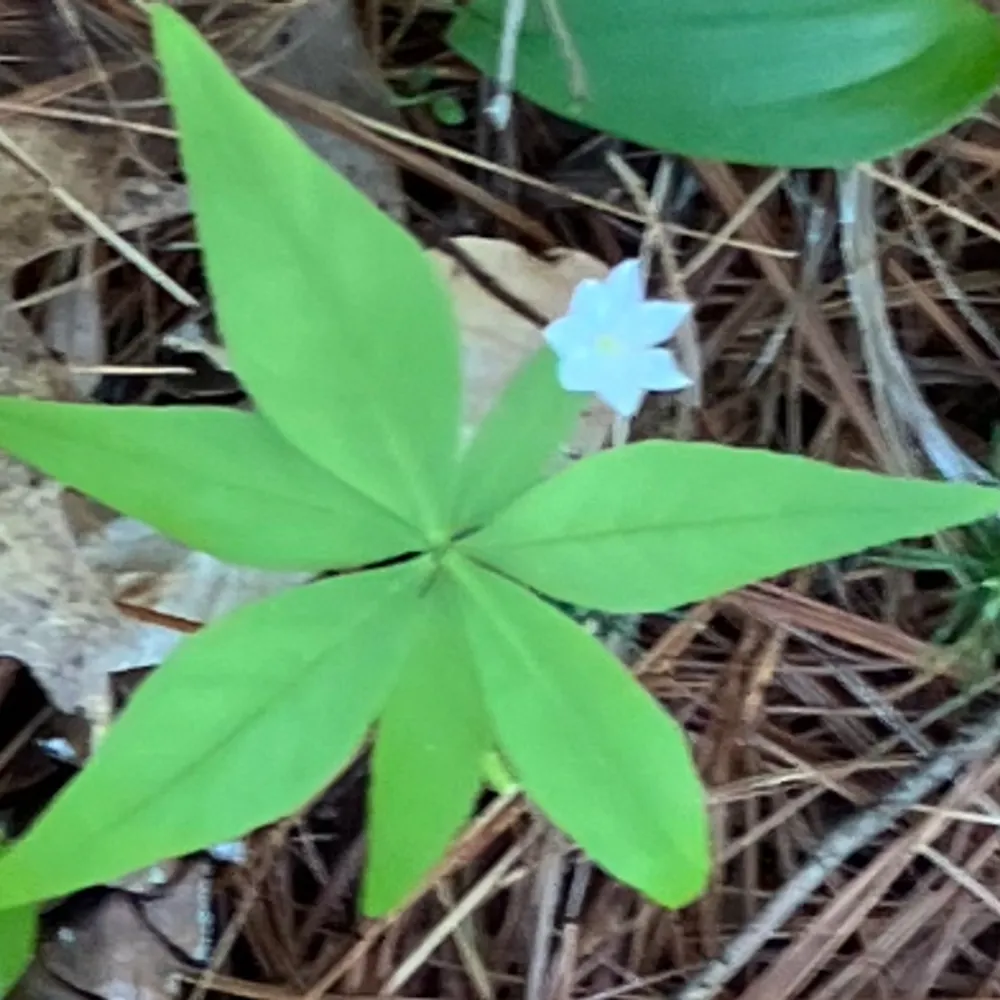 thereinthedistance.bsky.social's profile picture