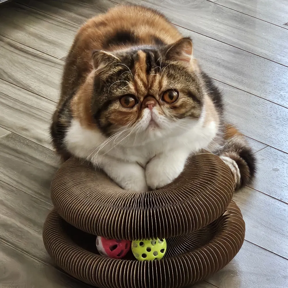 jillianelliott.bsky.social's profile picture