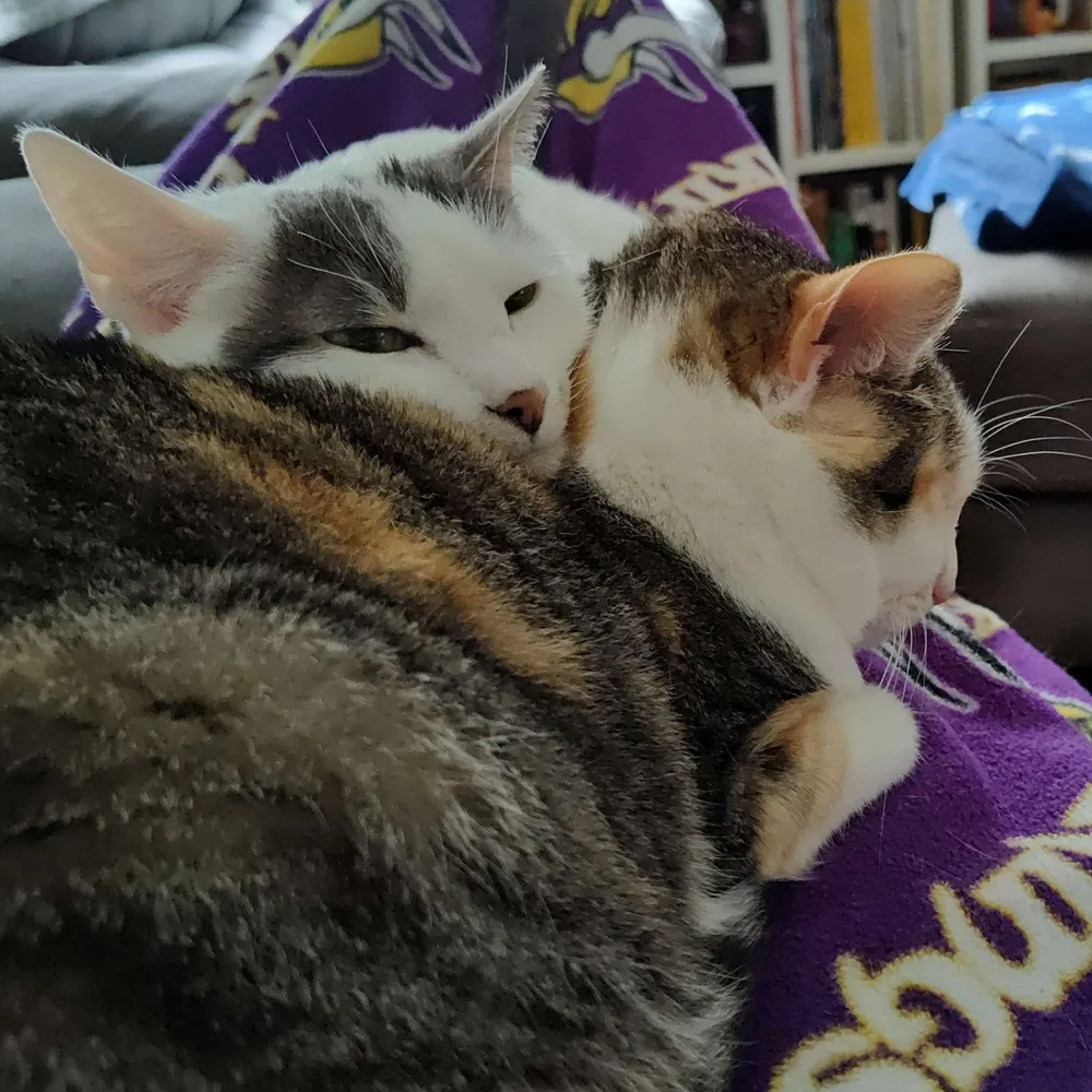 lahfreya23.bsky.social's profile picture