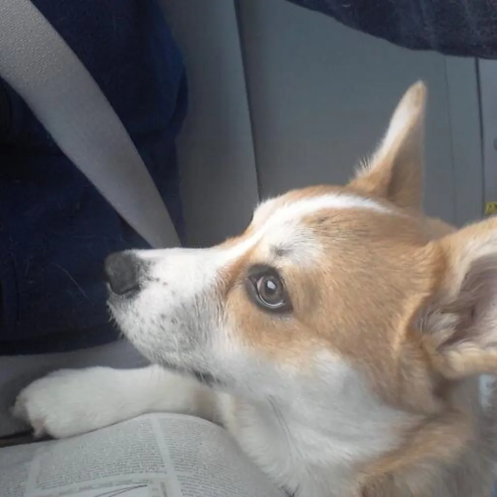 confounding-y.bsky.social's profile picture