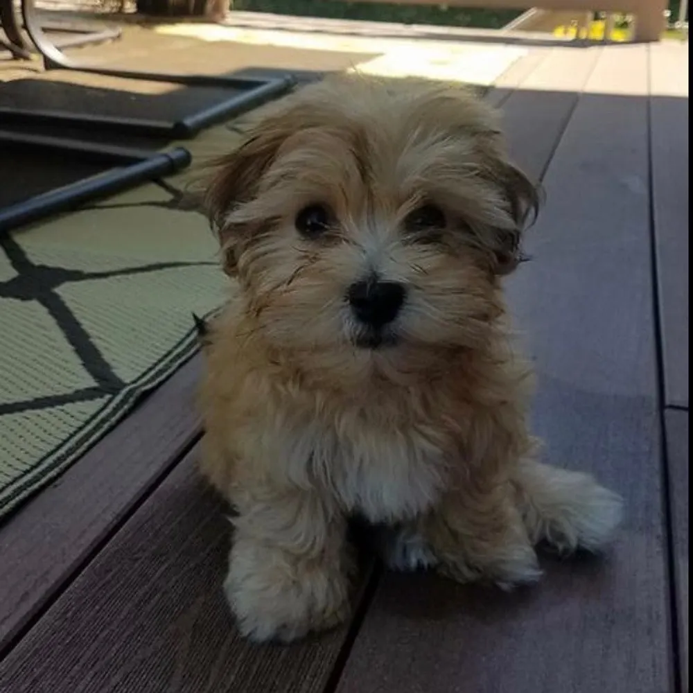 mkddebbie.bsky.social's profile picture